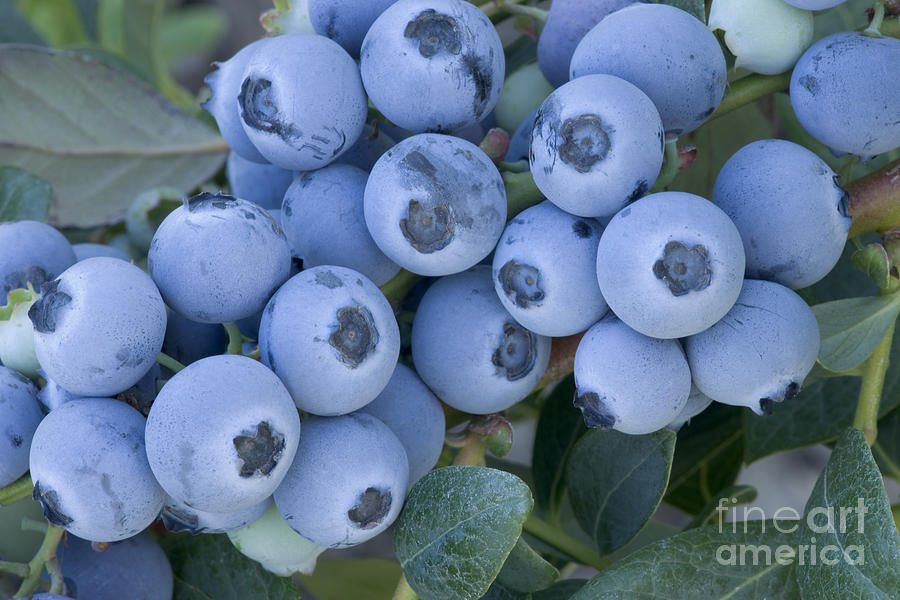 Early Blue Blueberries Photograph by Inga Spence