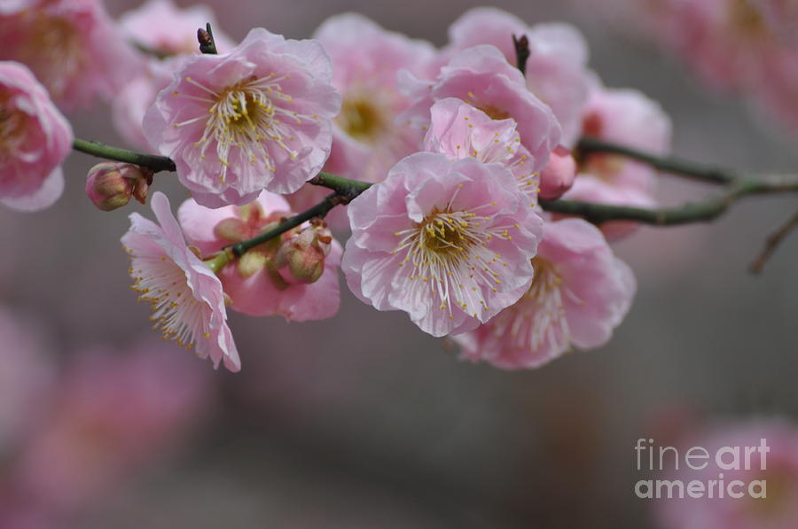 Early Cherry Blossom Photograph by Nona Kumah
