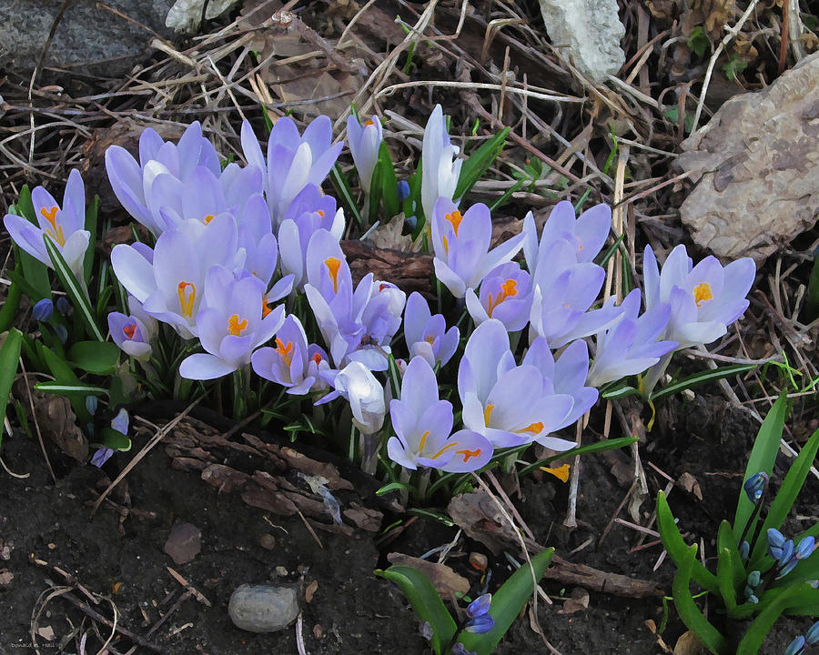 Early Crocuses Photograph by Donald S Hall