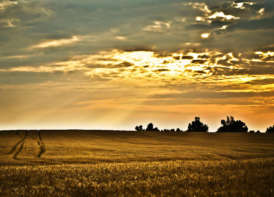 Sunset Photograph - Early Evening Field by Greg Jackson
