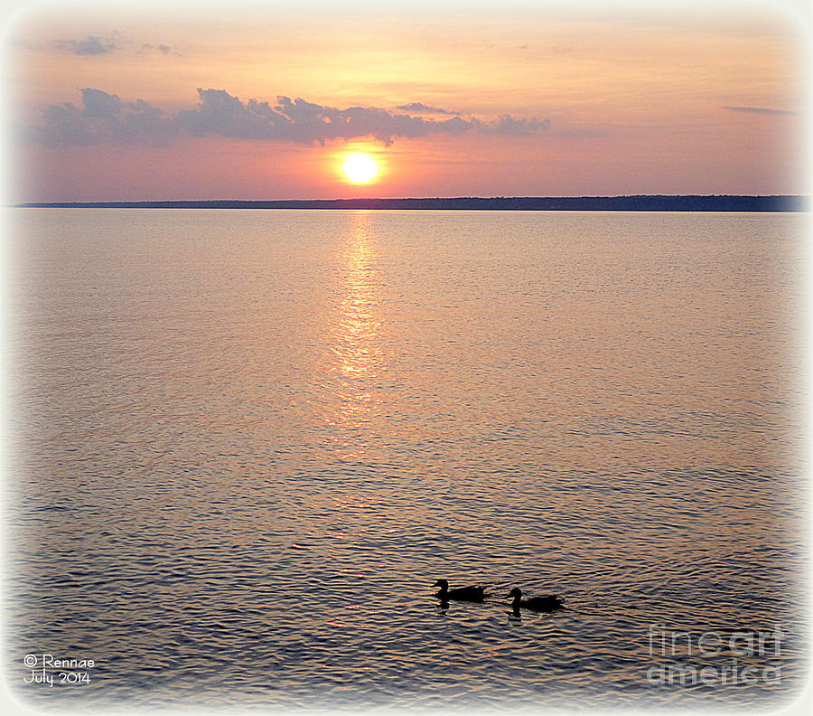 Sunset Photograph - Early Evening Swim by Rennae Christman