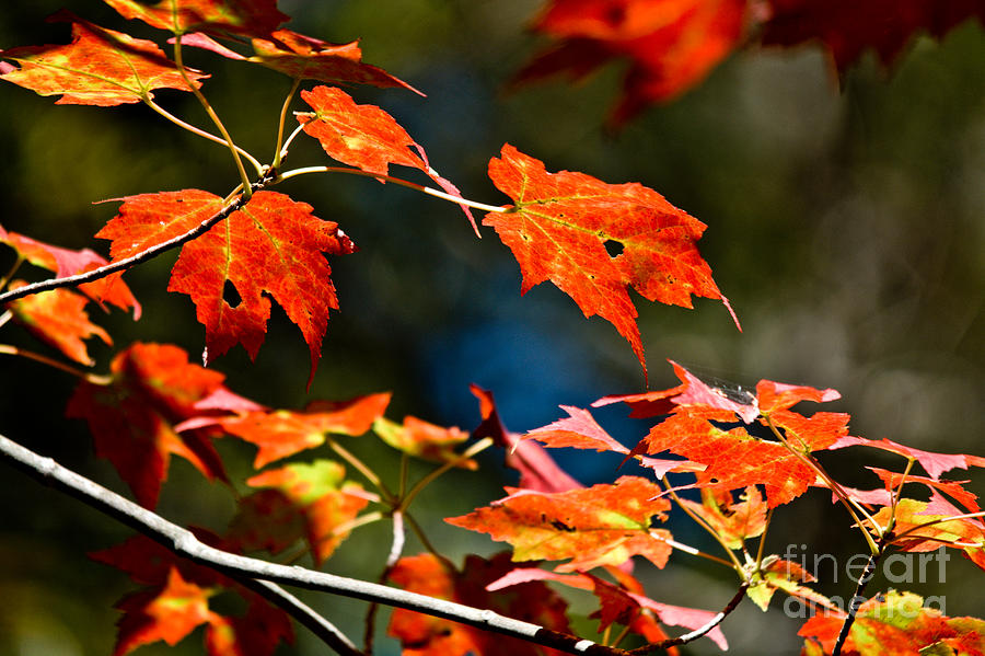 Early Fall Foliage Photograph by Cheryl Baxter