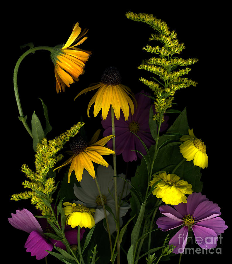 Daisy Photograph - Early Fall Mix by Dale Hoopingarner