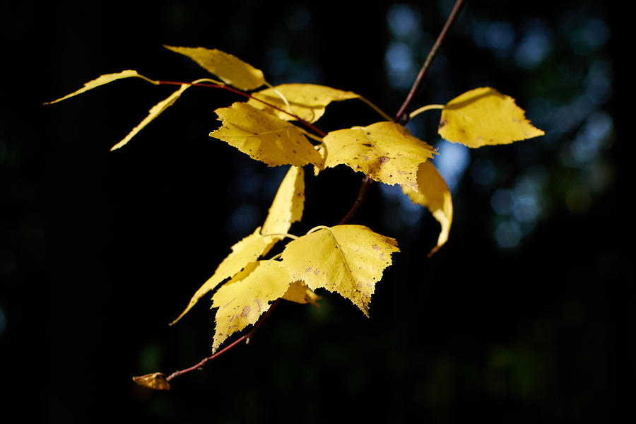 Fall Photograph - Early Fall of  Downy Birch by Jouko Lehto