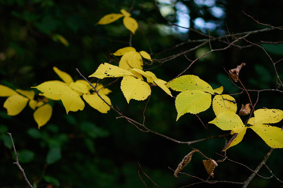 Fall Photograph - Early Fall of Wych elm by Jouko Lehto