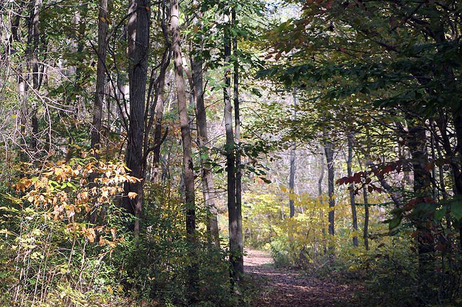 Early Fall Walk In The Woods Photograph by Lois Tomaszewski
