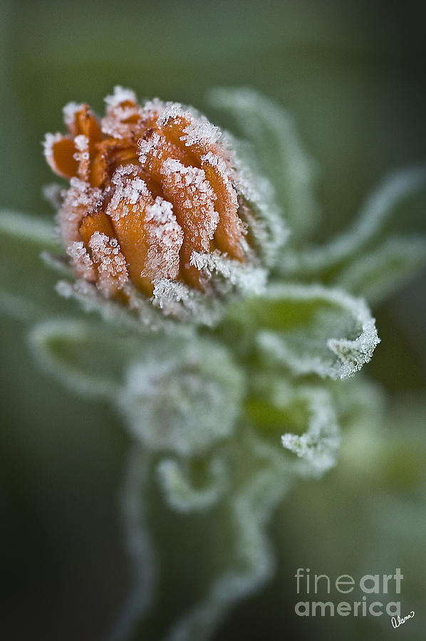 Early Frost Photograph by Alana Ranney