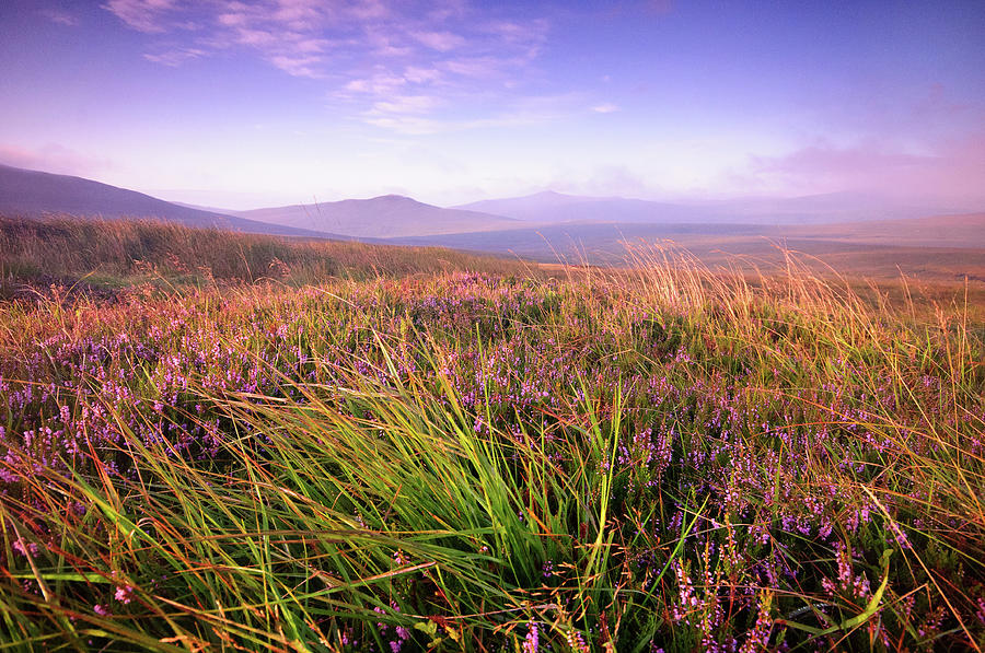 Early Light On Mountain Heather Photograph by Black Hill Images