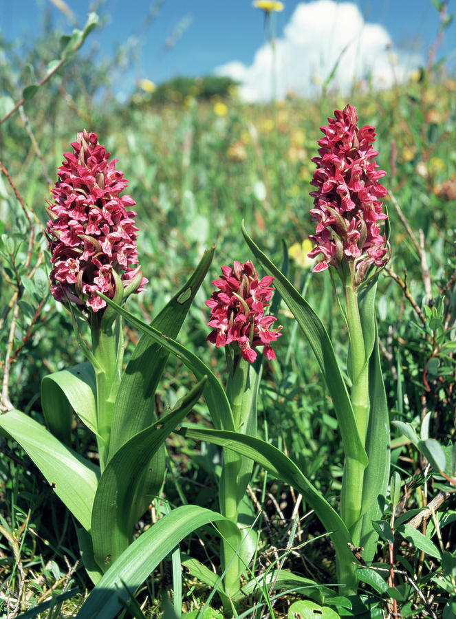 Early Marsh Orchids Photograph by Paul Harcourt Davies/science Photo ...