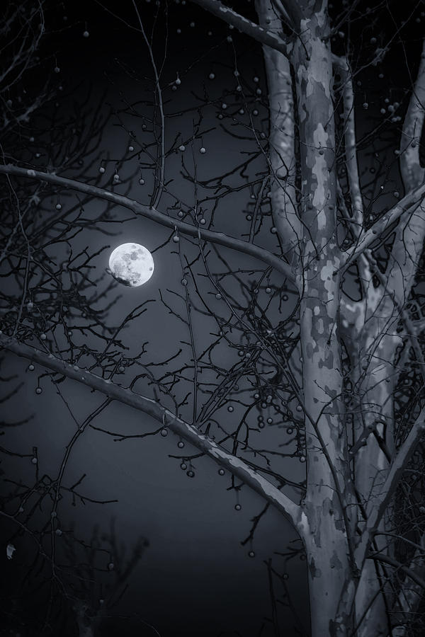 Early Moon in Black and White Photograph by Micah Goff