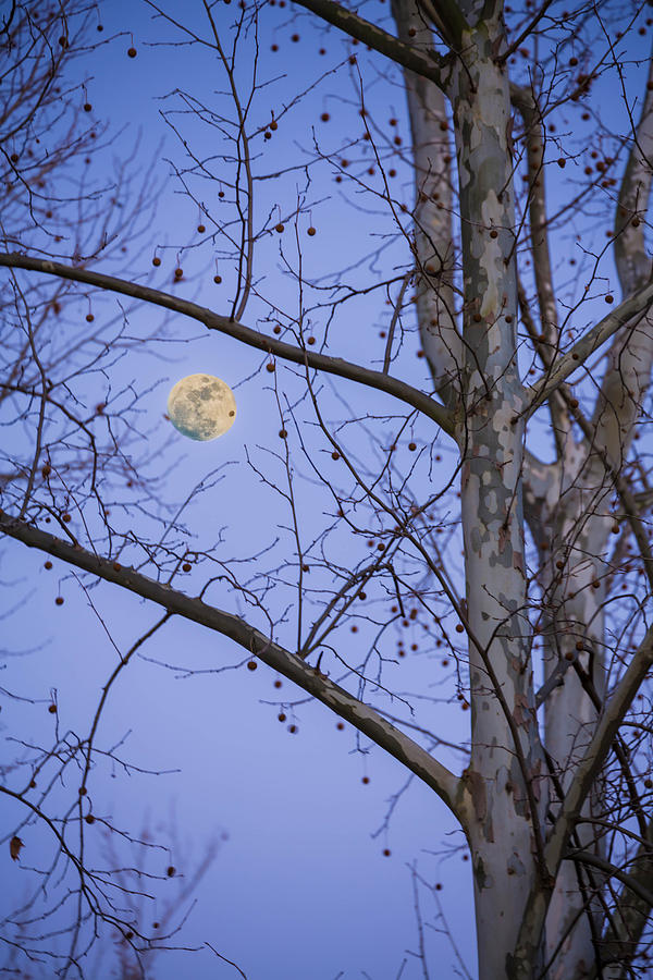 Early Moon Photograph by Micah Goff