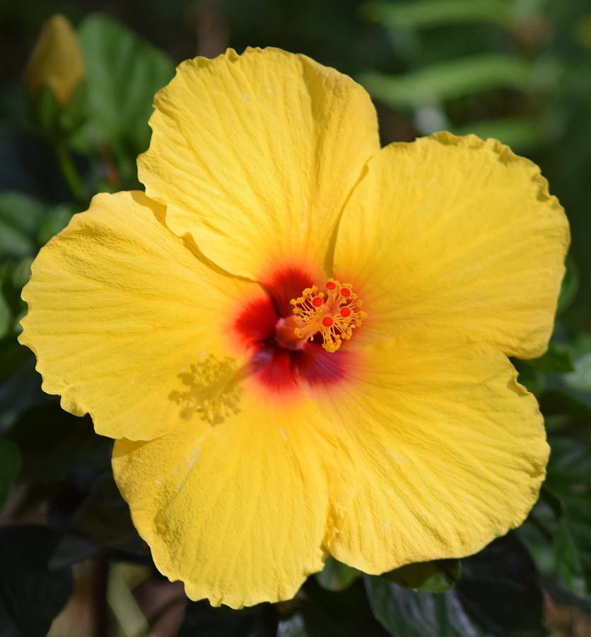 Early Mornig Yellow Hibiscus 1 Photograph By Sheri Mcleroy - Fine Art 