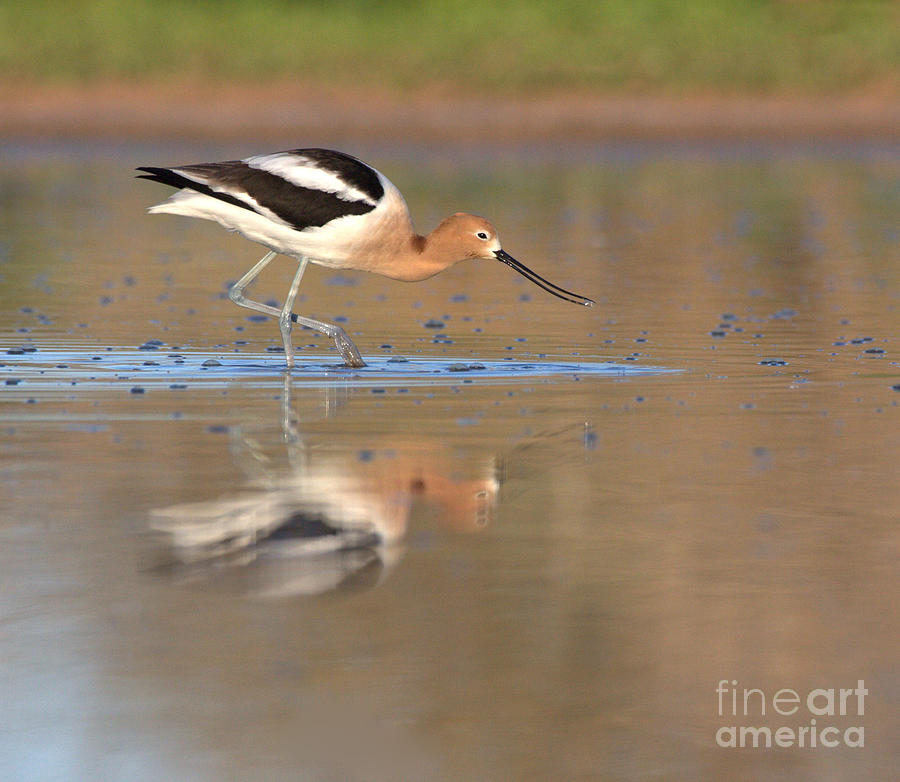 Early Morning Avocet Photograph by Ruth Jolly