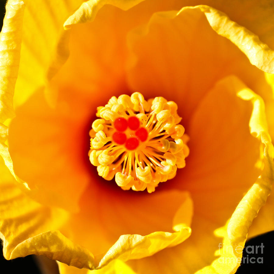 Yellow Photograph - Early Morning Beauty - Square by Diana Black