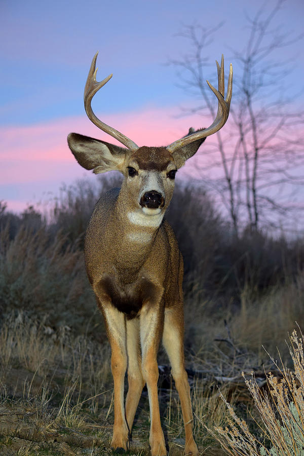 Early Morning Buck Photograph by Frank Wilson