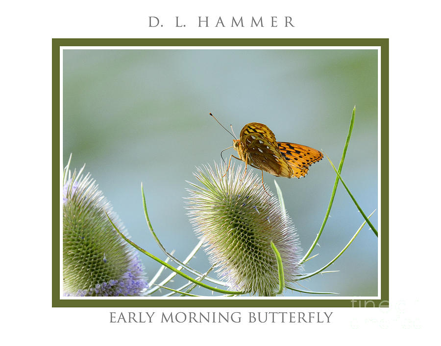 Early Morning Butterfly Photograph by Dennis Hammer