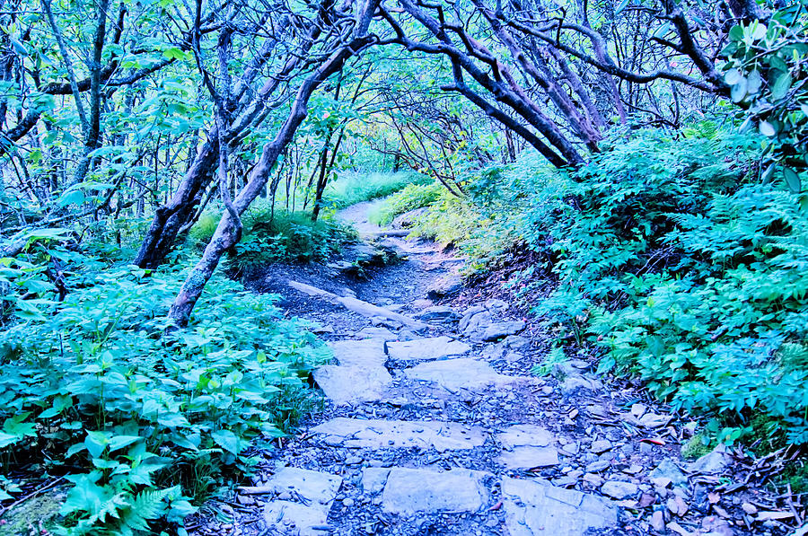 Early Morning Craggy Gardens Nature On Blue Ridge Parkway Photograph by Alex Grichenko