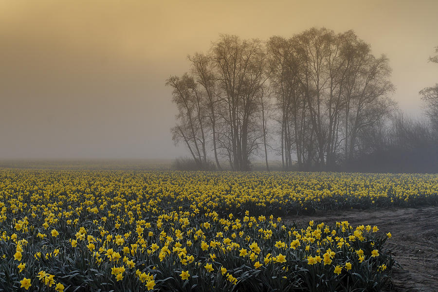 Early Morning Daffodil Fog Photograph by Tony Locke