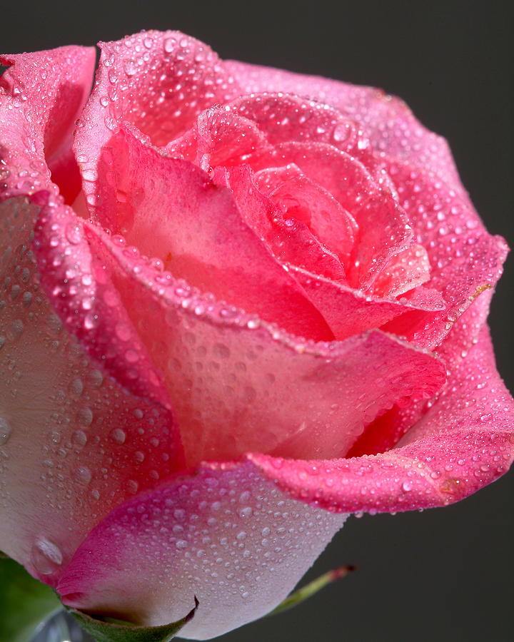 Rose Photograph - Early morning dew by John Barfield