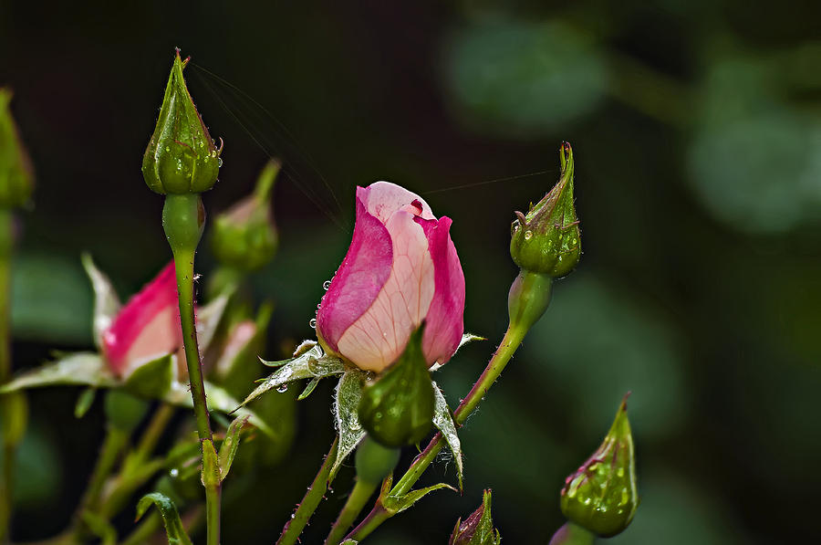 Early Morning Dew On Rose Bud Photograph by Michael Whitaker