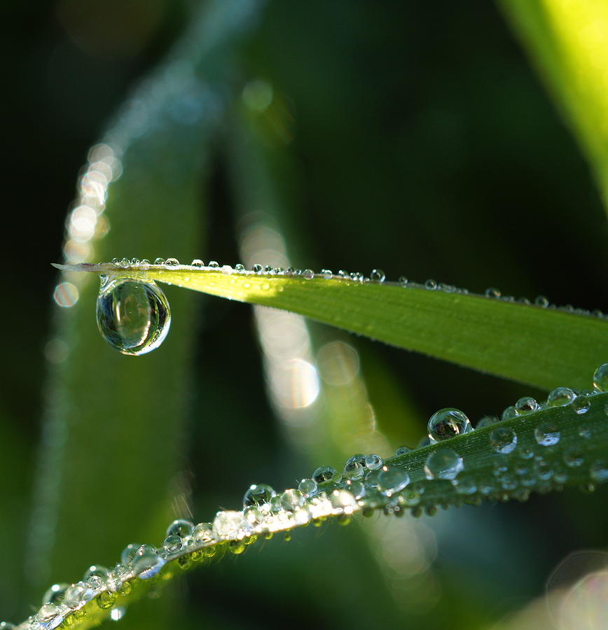 Early Morning Drops Photograph By Colleen Renshaw - Fine Art America