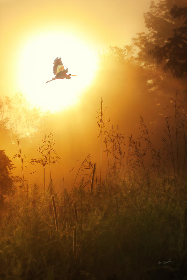 Heron Photograph - Early Morning Flight by John Robichaud