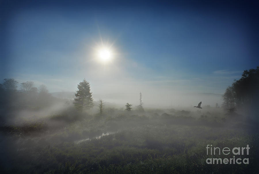 Early morning fog at Canaan Valley Photograph by Dan Friend