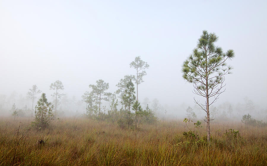 Early morning fog Landscape-1 Photograph by Rudy Umans