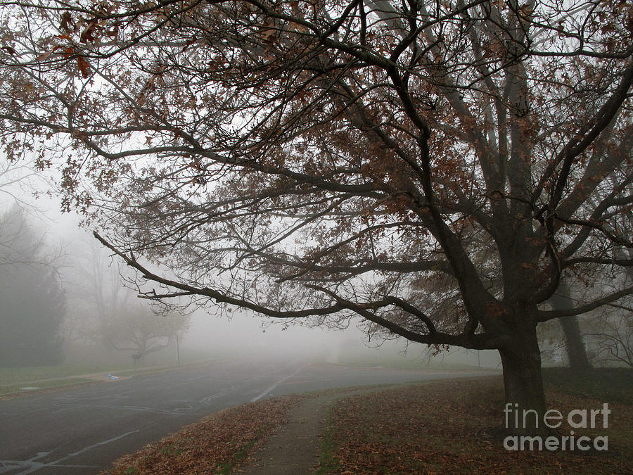Early Morning Fog Photograph by Louise Peardon