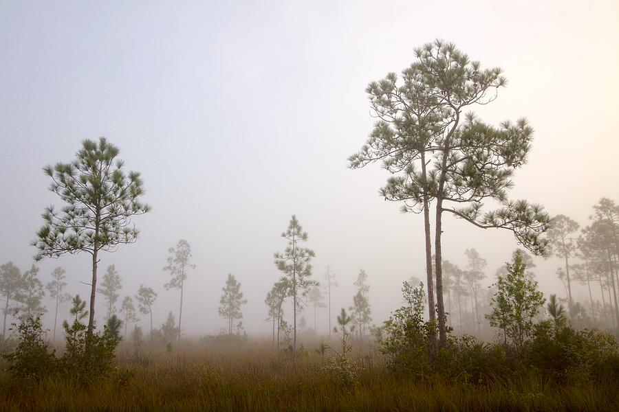 Slash Photograph - Early morning fog by Rudy Umans