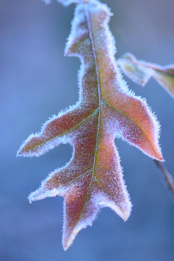 Early Morning Frost 2013 Photograph by Maria Urso