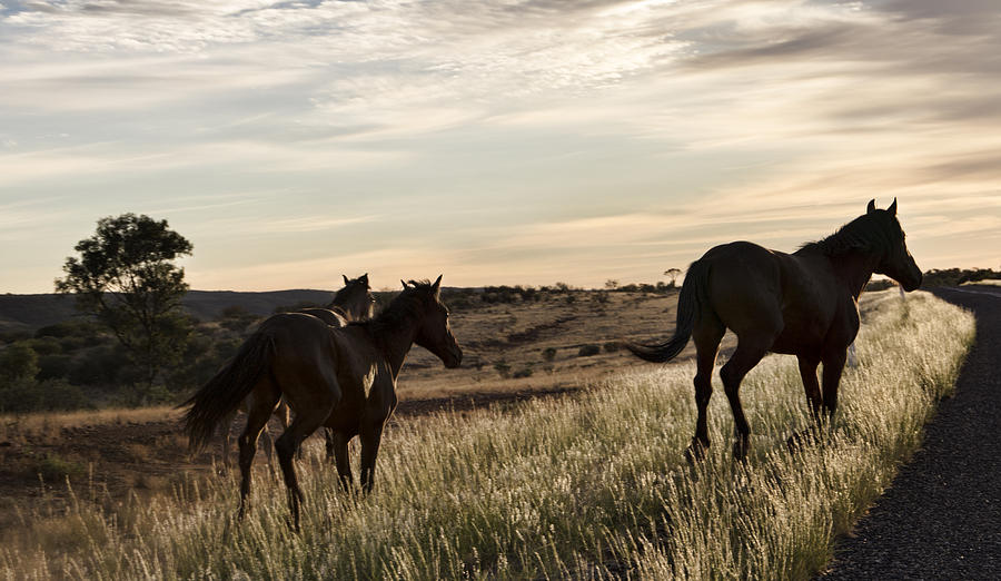 Early Morning Gallop  Photograph by Douglas Barnard