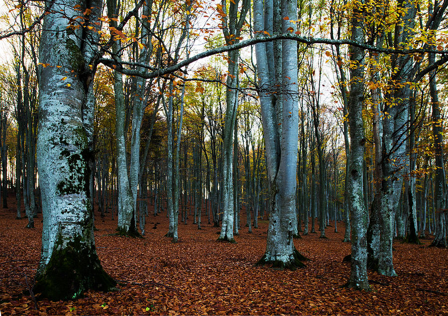 Fall Photograph - Early morning in autumn forest by Jancsi Farkas