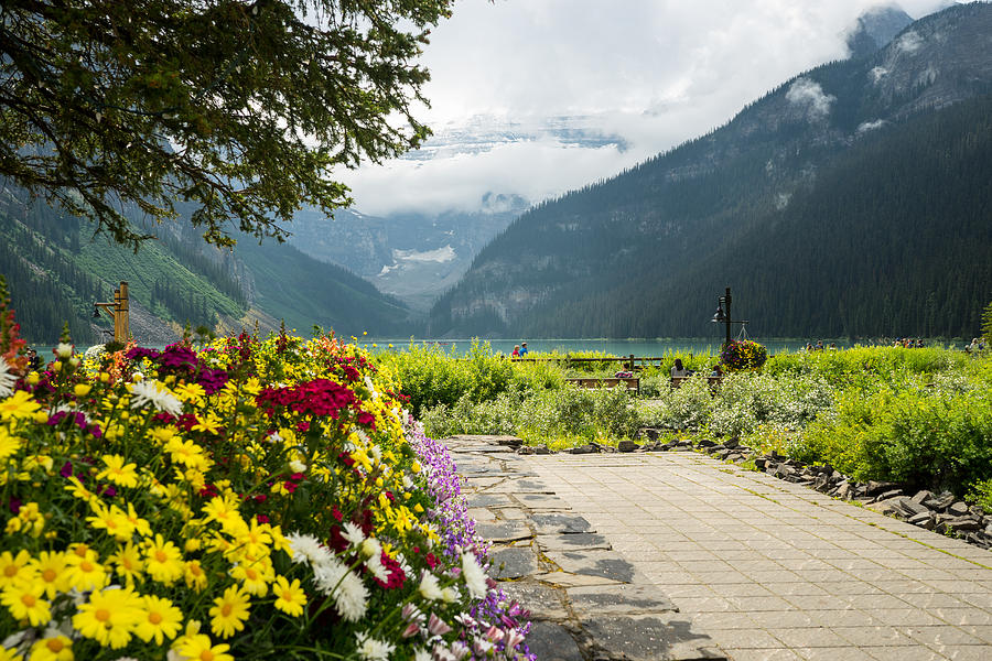 Early Morning in the Flower Garden Lake Louise Photograph by Douglas ...