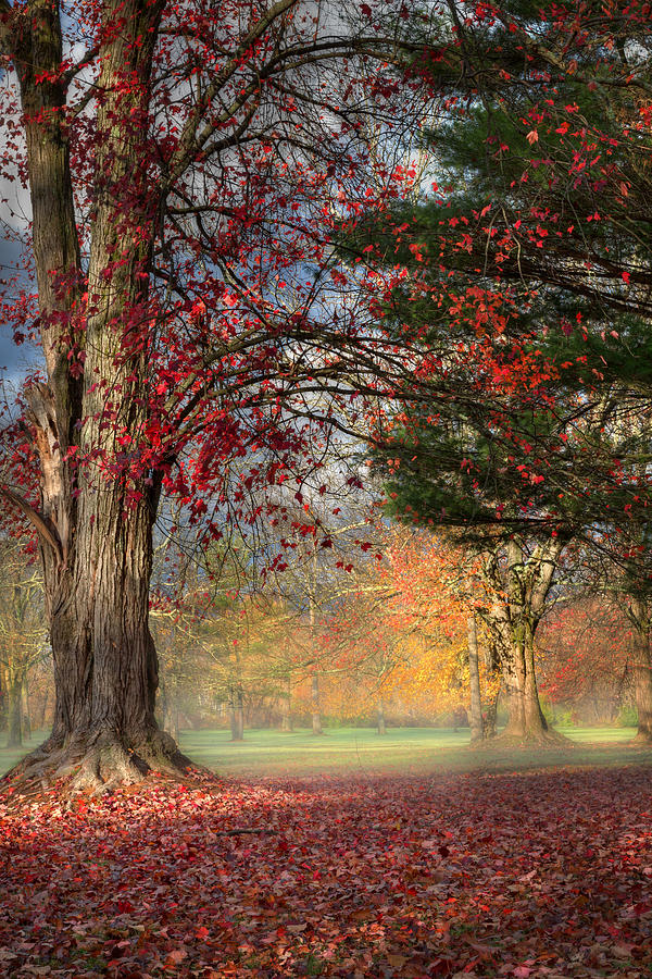 Tree Photograph - Early Morning In The Park by Bill Wakeley