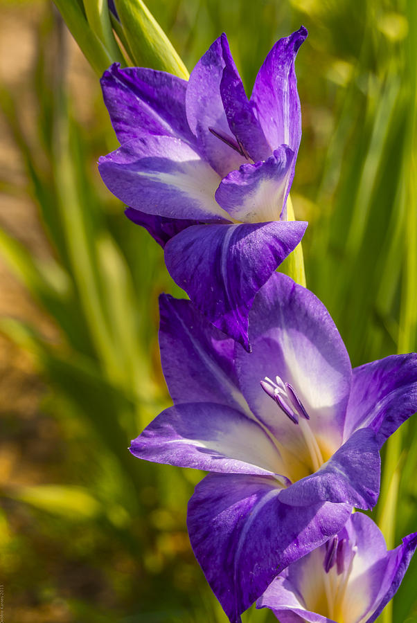 Early Morning Iris Photograph by Debbie Karnes