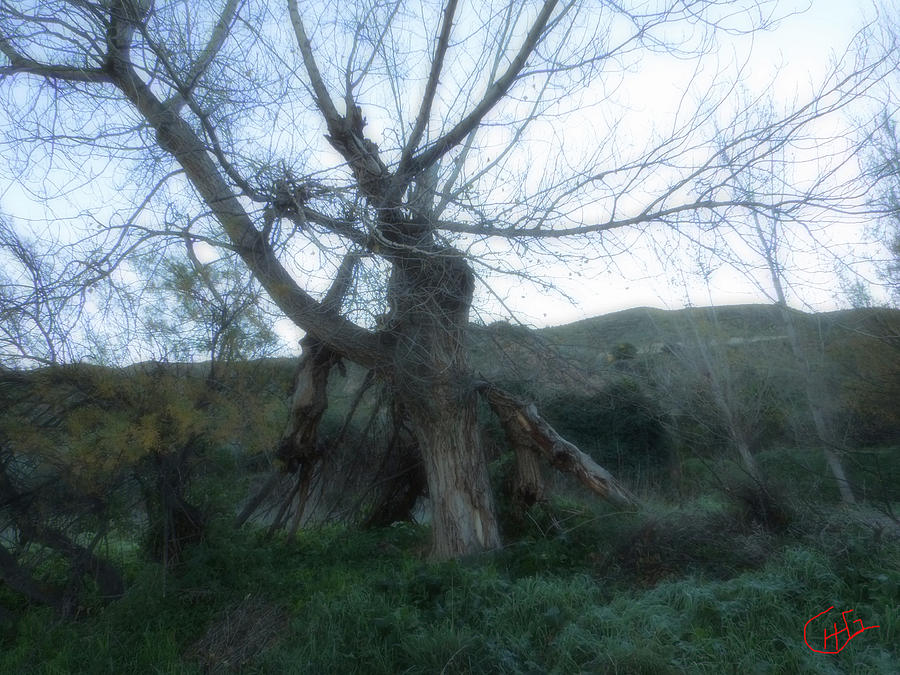 Early morning January wild mountain Nature in Spain  Photograph by Colette V Hera Guggenheim