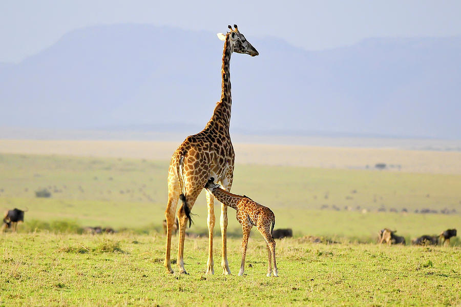 Giraffe Photograph - Early Morning Milk by Zw Young