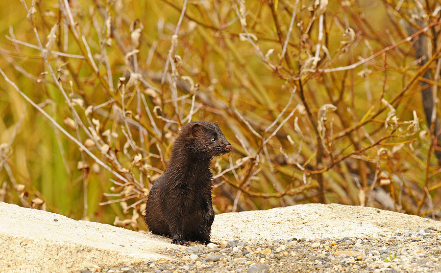 Early Morning Mink Photograph