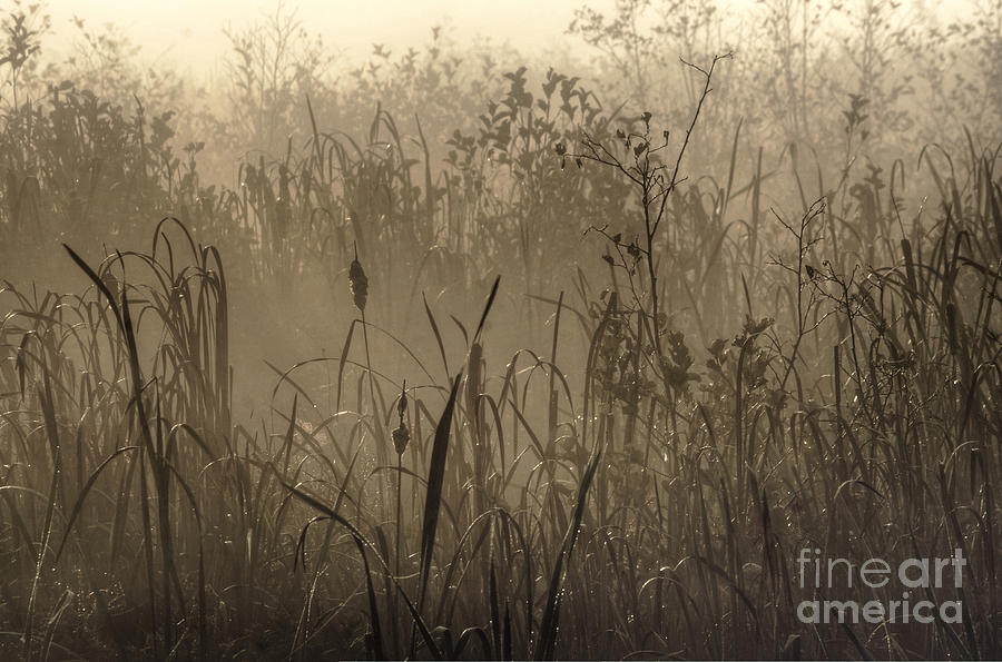 Early morning mist cattails Canaan Valley Photograph by Dan Friend
