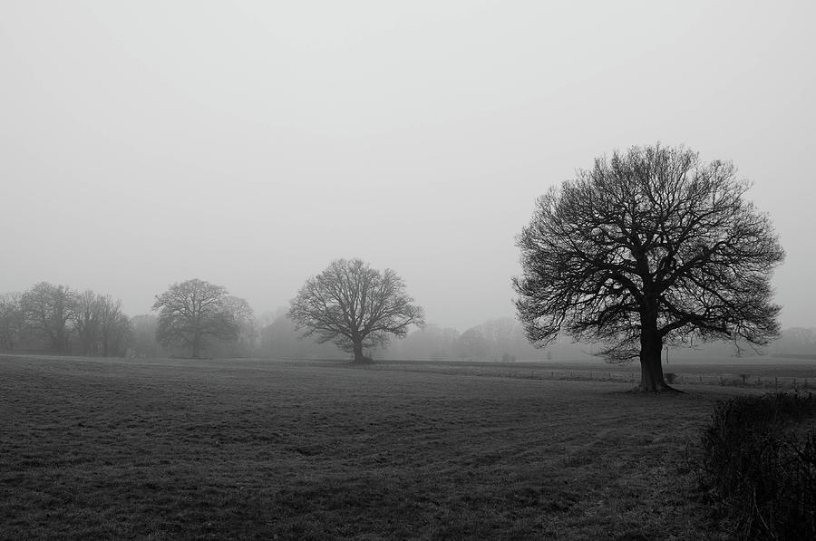 Early Morning Mist In Field Photograph by Dav