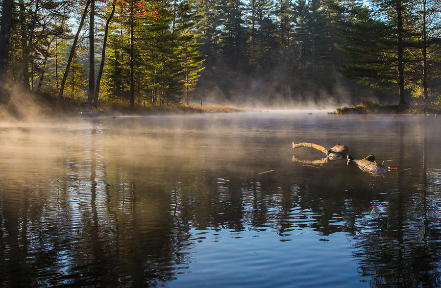 Early morning mist on the lake Photograph by Vance Bell