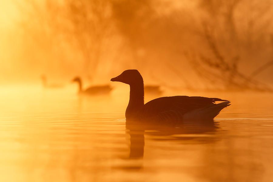 Goose Photograph - Early Morning Mood by Roeselien Raimond
