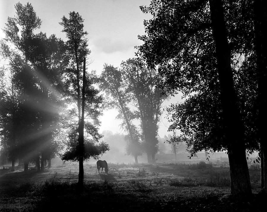 Early Morning Myst and a Horse Digital Art by Wernher Krutein