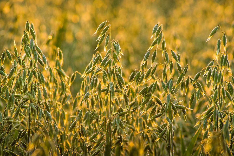 Early Morning Oats Photograph by Bill Pevlor