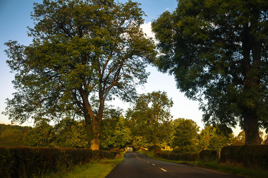 Tree Photograph - Early Morning on the Way to Trossachs. Scotland by Jenny Rainbow