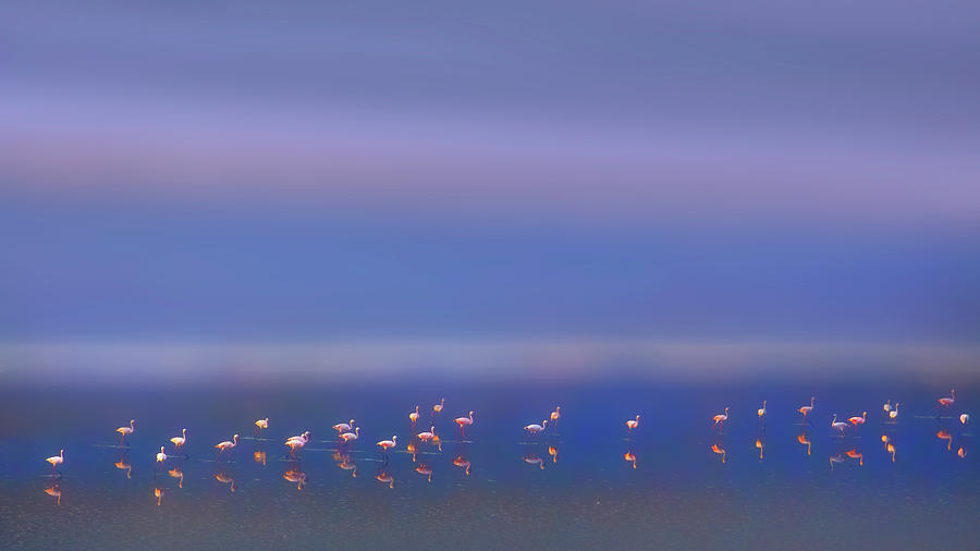Flamingo Photograph - Early Morning by Phillip Chang