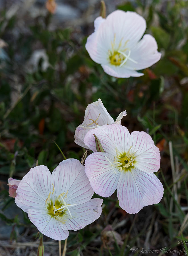 Early Morning Primrose Flowers Photograph by Aaron Burrows