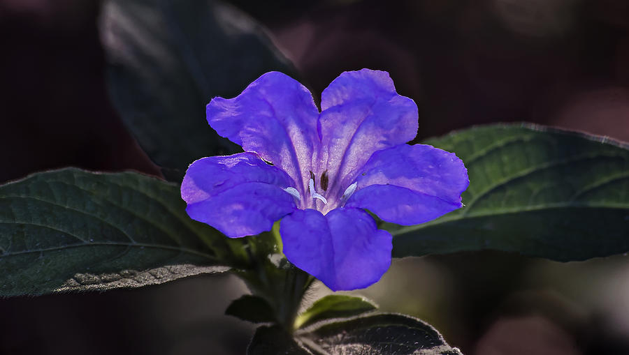 Early Morning Purple Weed Bloom  Photograph by Michael Whitaker