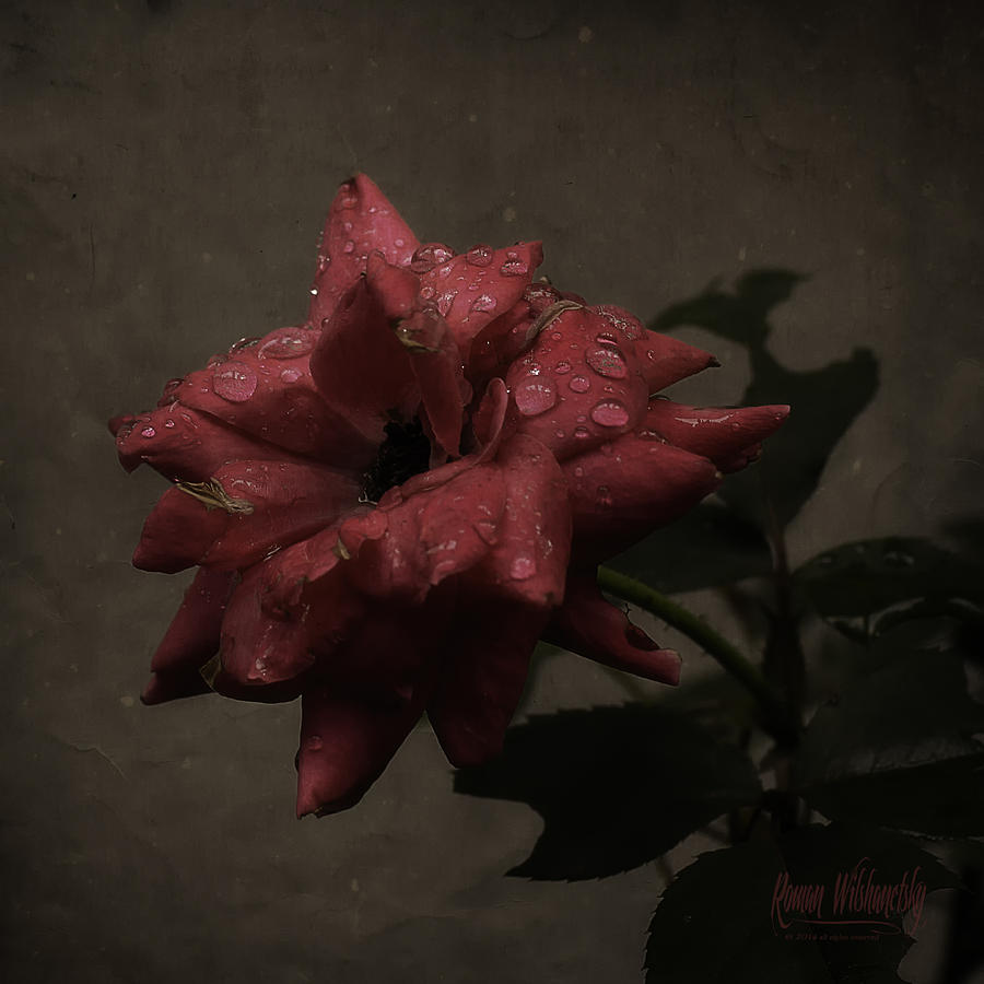 Early Morning Rose by Roman Wilshanetsky Early Morning Rose by Roman Wilshanetsky